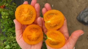 Золотое помидорное чудо! ГОЛДЕН СЕТ!