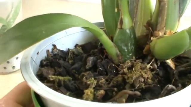 Орхидея Зигопеталум. Домашнее содержание.Что знаю я. смотреть онлайн