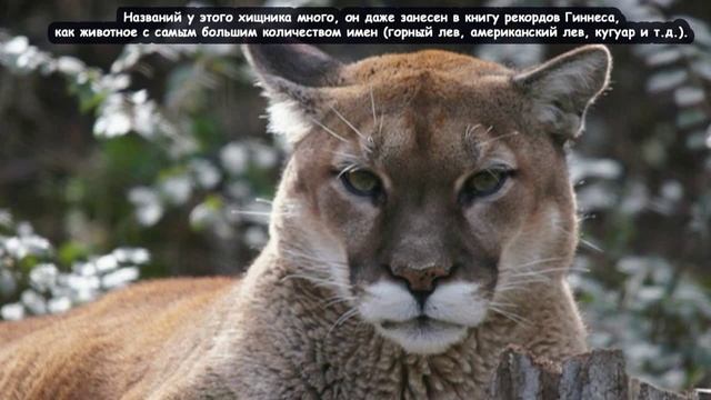 Пума - Cougar (Энциклопедия животных) смотреть онлайн