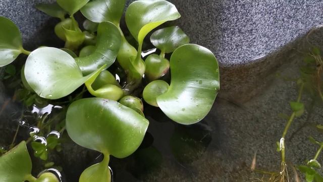 RAINY SEASON FLOWERS : WHICH FLOWER GROW IN RAINY SEASON ? смотреть онлайн