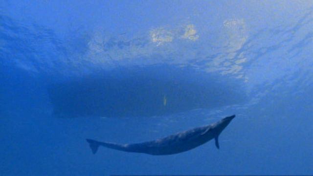 "7 MONSTRUOS MARINOS" DOCUMENTAL BBC su historia y trama Caminando con Dinosaurios NIGEL MARVEN смотреть онлайн