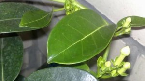 Правильная пересадка Стефанотиса. Как пересадить мадагаскарский жасмин.