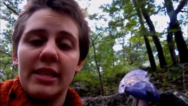 Foxglove's Lost and Found: 26 - Spotted Cort (mushroom) смотреть онлайн