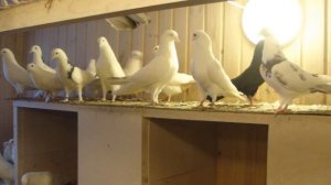 Разведение мясных голубей в домашних условиях как бизнес