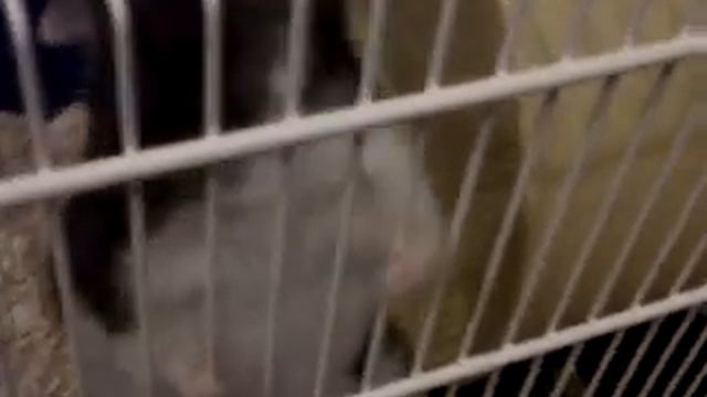 Crazy Hamster (The Great Escape) смотреть онлайн