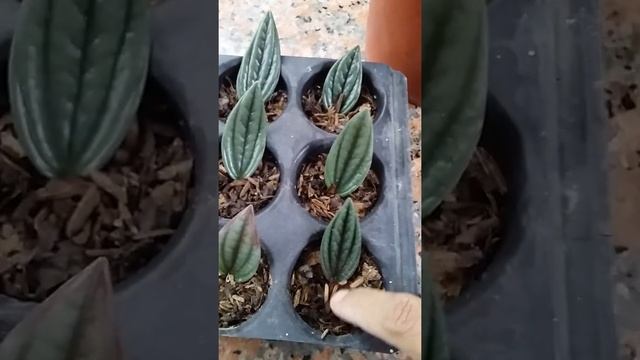 Peperomia Rosso Propagation #shorts смотреть онлайн
