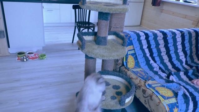 Невские Маскарадные Котята / питомник кошек "Маскарадный вальс" смотреть онлайн