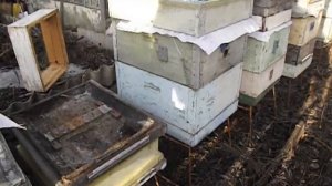 двухкорпусное содержание пчел - часть 2 ( замена дна улья, в марте месяце )