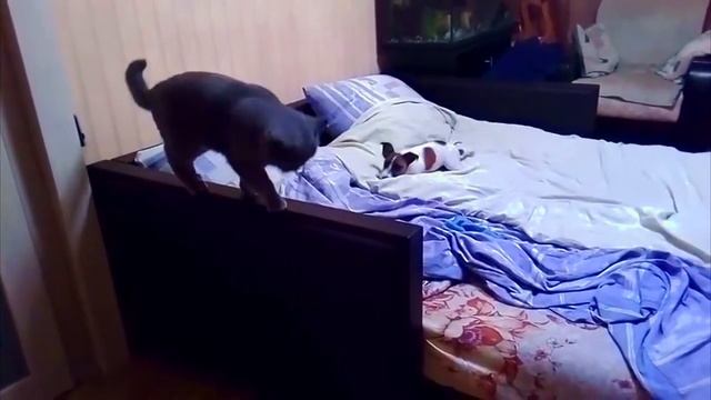 Игры перед сном у Джек Рассел Терьера смотреть онлайн