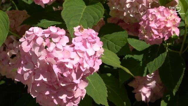 Изящная романтическая музыка! Потрясающая НОВИНКА ДЛЯ ДУШИ 2020 смотреть онлайн