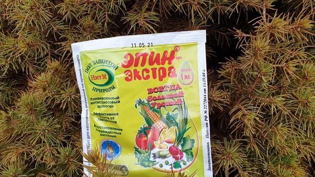 Реанимация пожелтевшей ёлки Коника после зимы. Скорая помощь. смотреть онлайн