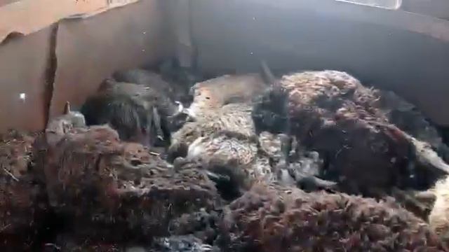 ВОЛЧЬЯ БОЙНЯ В МАЙКОПЕ-2 смотреть онлайн