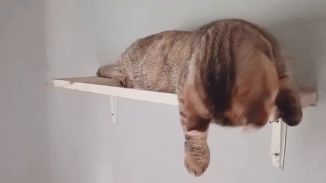 Self Healing with Cats I Kucing Kinkalow I #Pets смотреть онлайн