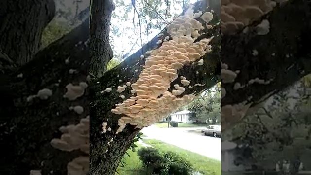 Lions mane mushroom ? 2014 смотреть онлайн