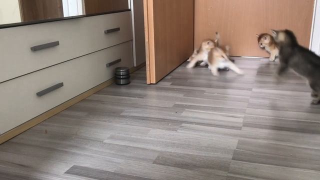 ???ШОУ ЗОЛОТЫХ КОТЯТ???ЗОЛОТАЯ ШИНШИЛЛА КОШКИ❤️ смотреть онлайн