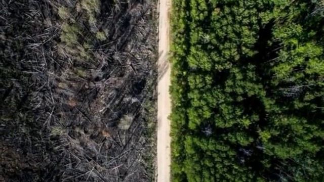 Дорога спасла жизнь лесу смотреть онлайн