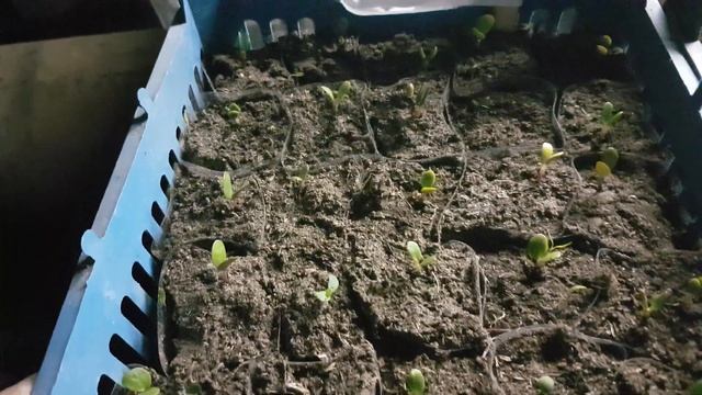ЛЮПИН ПЕРВЫЕ ВСХОДЫ? люпин выращивание из семян когда сажать на рассаду смотреть онлайн