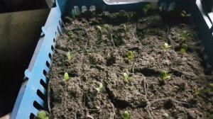 ЛЮПИН ПЕРВЫЕ ВСХОДЫ? люпин выращивание из семян когда сажать на рассаду