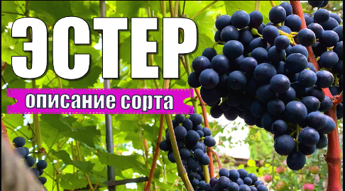 Виноград. Сорт ЭСТЕР. Полное описание и рекомендации по выращиванию / Описание сортов винограда смотреть онлайн