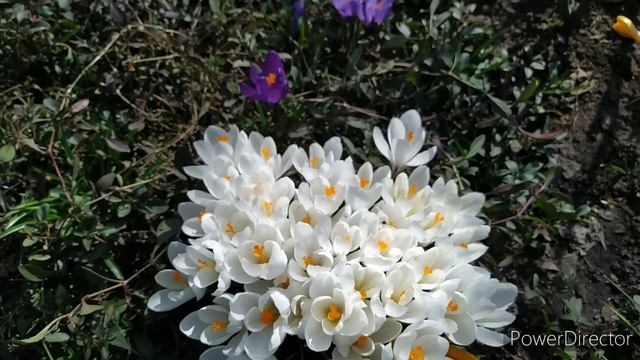 КРОКУСЫ В САДУ видео для мамочек смотреть онлайн