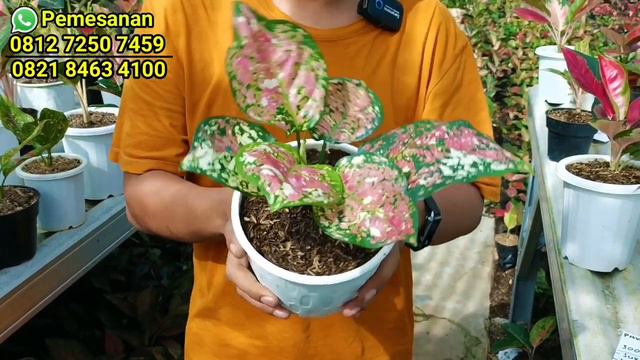 PUSAT AGLONEMA MURAH❗Bang Wahid Dihaw смотреть онлайн