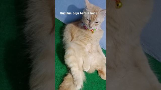 Capek😩 #cutecat #viral #kucingoren #kucingviral смотреть онлайн