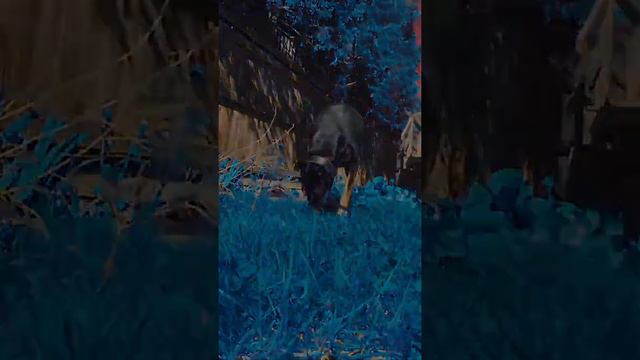 Doberman🥰 #doberman #популярное #dog #edits смотреть онлайн