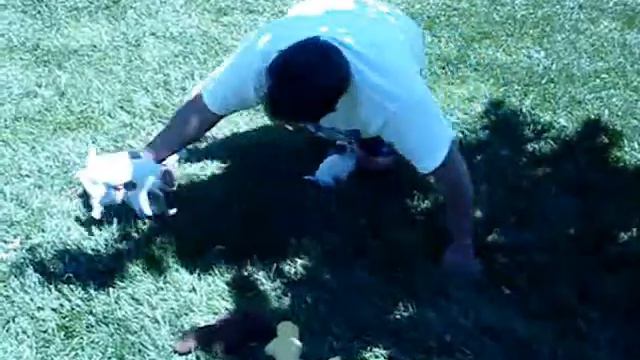 Teacup Chihuahua puppies смотреть онлайн