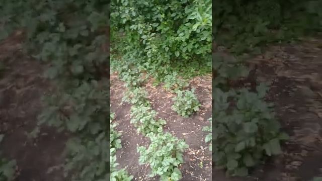 полим картошку.3часть!!!!