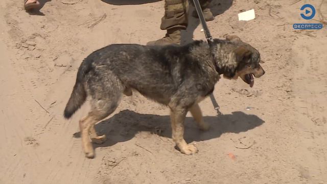 Из Лопаток спасли собаку с воспаленным горлом смотреть онлайн
