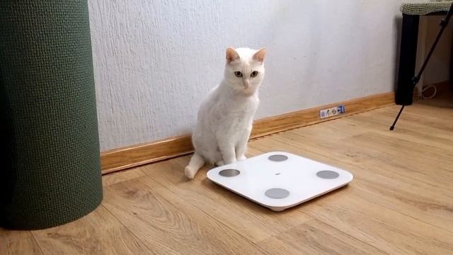 Обзор на умные весы Xiaomi Mi Body Composition Scale 2