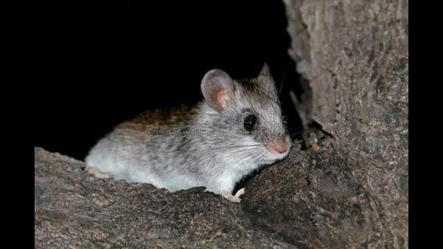 Акациевая крыса смотреть онлайн