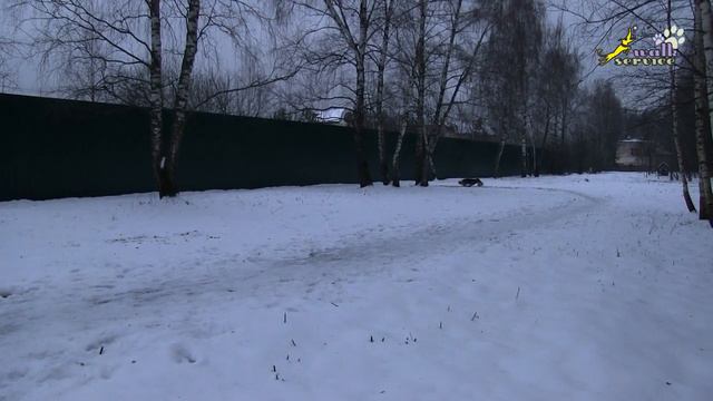 Много здоровья у этой немецкой овчарки, дрессировка собак смотреть онлайн