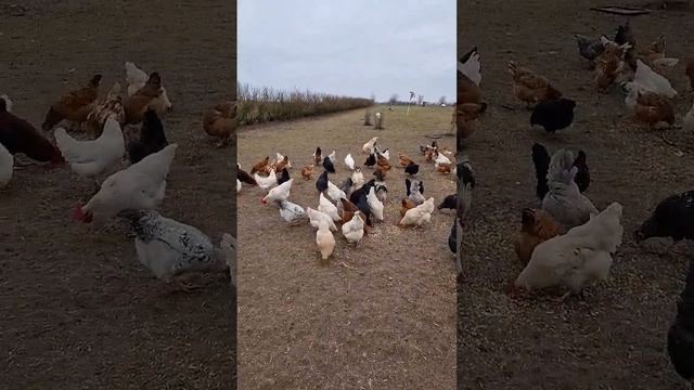 СКОЛЬКО ЯИЦ В ДЕНЬ смотреть онлайн