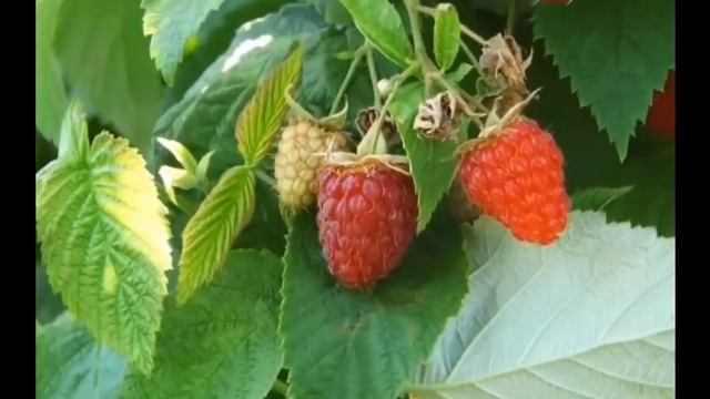 МАЛИНА, ВСЕ СЕКРЕТЫ, УХОД, ПОДКОРМКА, МАЛИНОВОЕ ДЕРЕВО смотреть онлайн