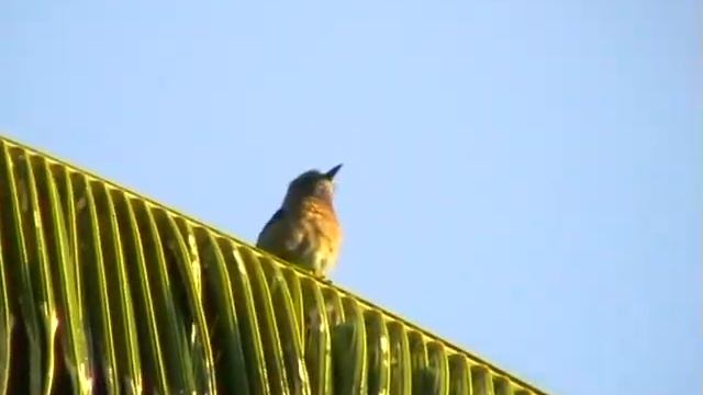 Бенгальская сизоворонка. Indian Roller, Coracias benghalensis. смотреть онлайн