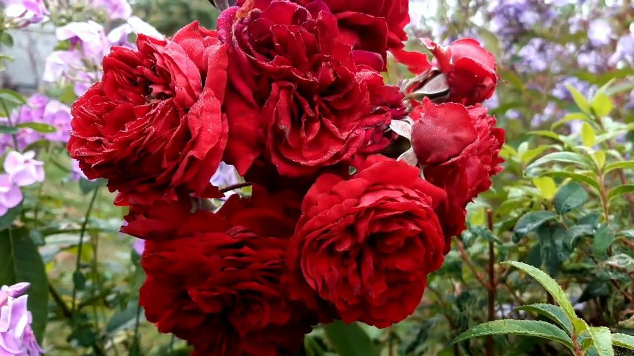 Сентябрьский день в Саду на трех холмах смотреть онлайн