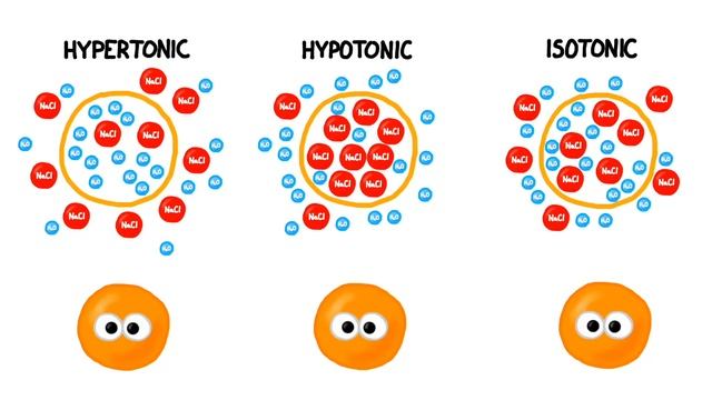 Hypertonic, Hypotonic and Isotonic Solutions! смотреть онлайн