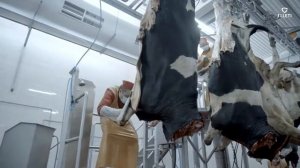 Технология убоя КРС FELETI | Сattle slaughter technology