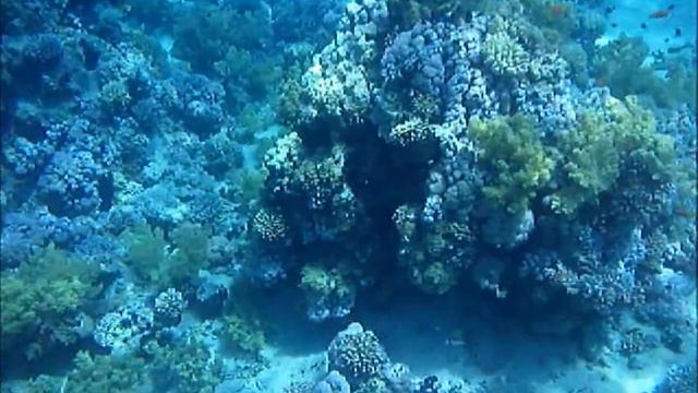 Scuba Diving/плавание с аквалангом