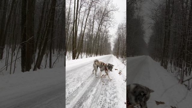 Борьба с ветками смотреть онлайн
