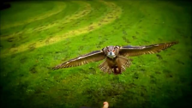 Замедленная съемка полета совы! Очень грациозно смотреть онлайн