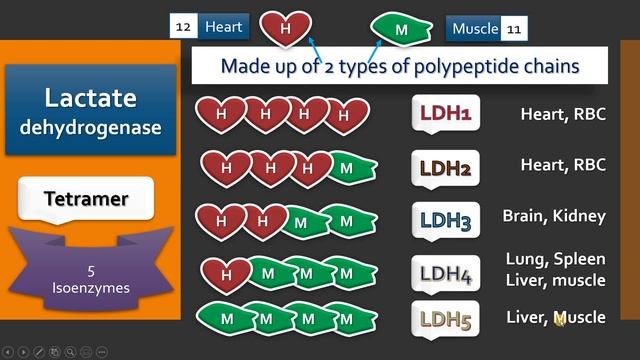 Lactate Dehydrogenase: Isoenzymes: Diagnostic Important Enzymes