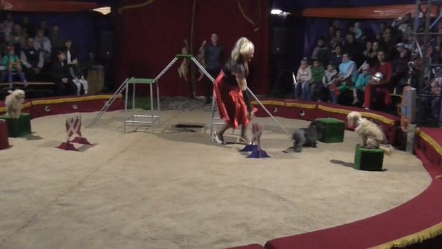 Цирк Шапито смотреть онлайн