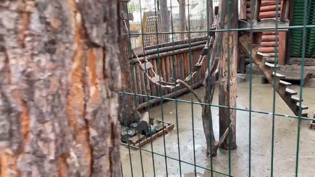 РУМТУР Лапландия /АБЗАКОВО зоопарк смотреть онлайн