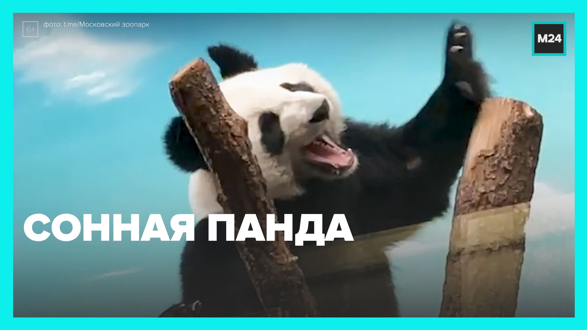 Сонная панда — Москва 24 смотреть онлайн