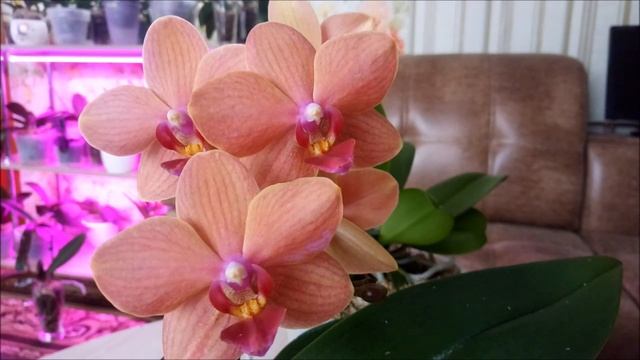 Орхидеи Апрель))) Работы в Апреле. Переходим правильно с зимнего полива на весенне-летний))) смотреть онлайн