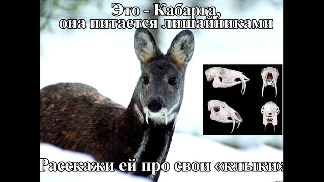 Библейский Проект .Человек плотоядный или нет? смотреть онлайн