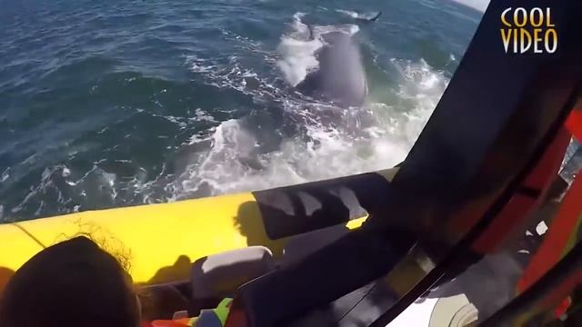 Синий кит Редкие кадры Blue whale Rare footage смотреть онлайн