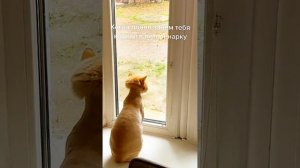 юмор позитив